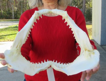 Blacktip Shark Jaw 13-1/2 inches wide - $140
