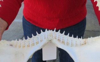 Blacktip Shark Jaw 13-1/2 inches wide - $140
