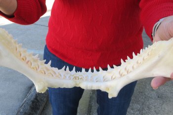 Blacktip Shark Jaw 13-1/2 inches wide - $140