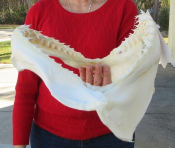Blacktip Shark Jaw 13-1/2 inches wide - $140