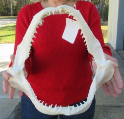 Blacktip Shark Jaw ...