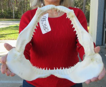 Blacktip Shark Jaw 13-1/2 inches wide - $140
