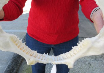 Blacktip Shark Jaw 13-1/2 inches wide - $140