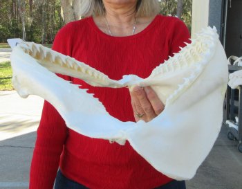 Blacktip Shark Jaw 13-1/2 inches wide - $140