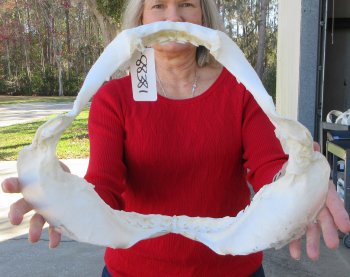 Tiger Shark Jaw 16 inches wide for sale $225