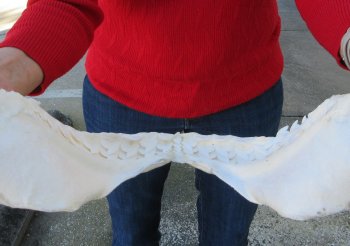 Tiger Shark Jaw 16 inches wide for sale $225