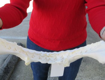 Tiger Shark Jaw 16 inches wide for sale $225
