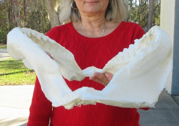 Tiger Shark Jaw 16 inches wide for sale $225