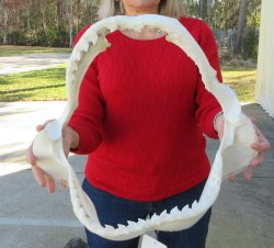 Tiger Shark Jaw 16-...