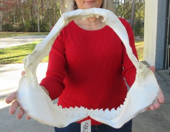Tiger Shark Jaw 16-1/2 inches wide for sale $225