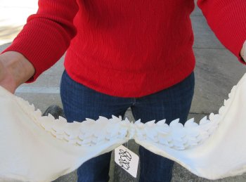 Tiger Shark Jaw 16-1/2 inches wide for sale $225