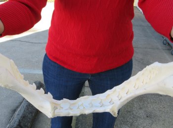 Tiger Shark Jaw 16-1/2 inches wide for sale $225