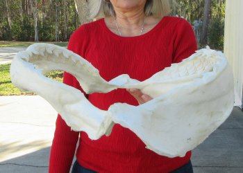 Tiger Shark Jaw 16-1/2 inches wide for sale $225