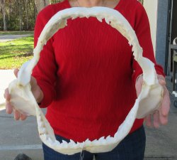 Tiger Shark Jaw 14 inches wide for sale $175