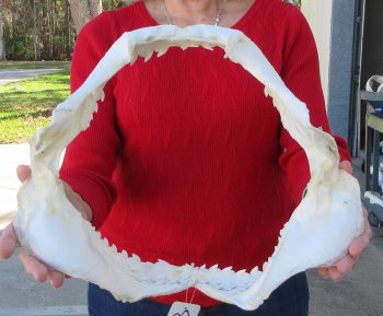 Tiger Shark Jaw 14 inches wide for sale $175