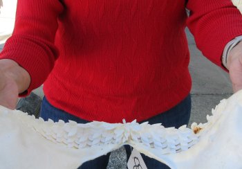 Tiger Shark Jaw 14 inches wide for sale $175