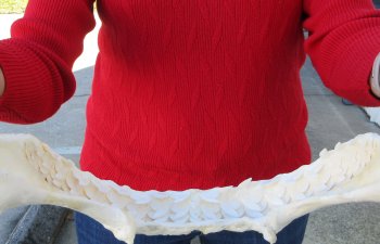 Tiger Shark Jaw 14 inches wide for sale $175