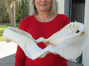 Tiger Shark Jaw 14 inches wide for sale $175