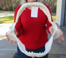 Tiger Shark Jaw 15 ...