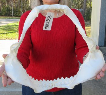 Tiger Shark Jaw 15 inches wide for sale $195