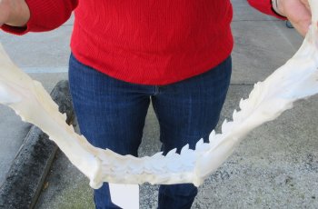 Tiger Shark Jaw 15 inches wide for sale $195