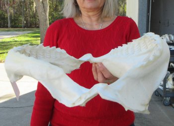 Tiger Shark Jaw 15 inches wide for sale $195