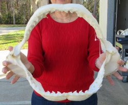 Tiger Shark Jaw 16-...