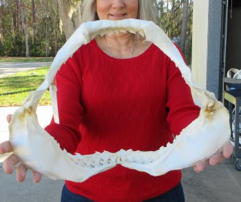 Tiger Shark Jaw 16-1/2 inches wide for sale $225