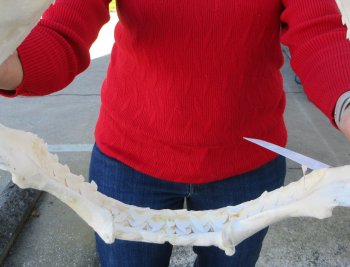 Tiger Shark Jaw 16-1/2 inches wide for sale $225
