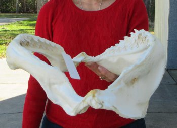 Tiger Shark Jaw 16-1/2 inches wide for sale $225