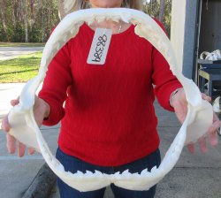 Tiger Shark Jaw 17-...
