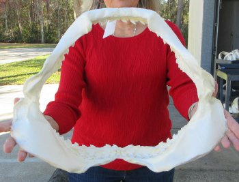 Tiger Shark Jaw 17-1/2 inches wide for sale $425 (Signature Required)