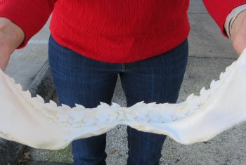 Tiger Shark Jaw 17-1/2 inches wide for sale $425 (Signature Required)