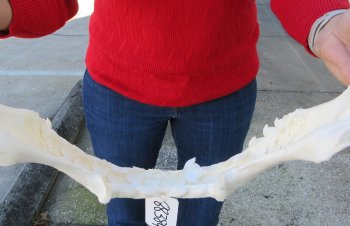 Tiger Shark Jaw 17-1/2 inches wide for sale $425 (Signature Required)