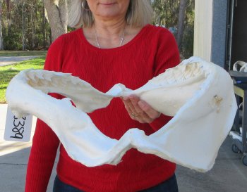 Tiger Shark Jaw 17-1/2 inches wide for sale $425 (Signature Required)