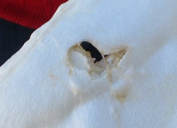 Tiger Shark Jaw 17-1/2 inches wide for sale $425 (Signature Required)