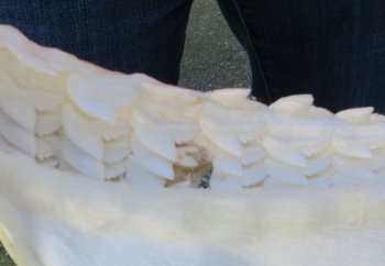 Tiger Shark Jaw 17-1/2 inches wide for sale $425 (Signature Required)
