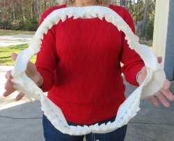 Tiger Shark Jaw 17 ...