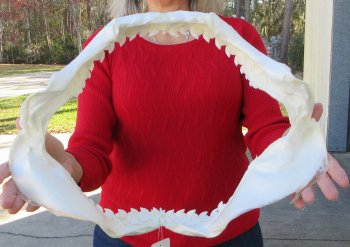 Tiger Shark Jaw 17 inches wide for sale $425 (Signature Required)