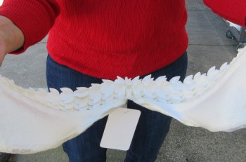 Tiger Shark Jaw 17 inches wide for sale $425 (Signature Required)