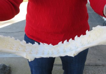 Tiger Shark Jaw 17 inches wide for sale $425 (Signature Required)