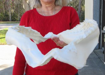 Tiger Shark Jaw 17 inches wide for sale $425 (Signature Required)