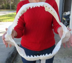 Tiger Shark Jaw 17 ...