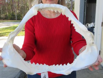 Tiger Shark Jaw 17 inches wide for sale $425 (Signature Required)