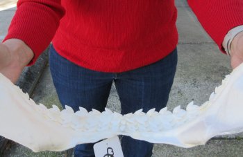 Tiger Shark Jaw 17 inches wide for sale $425 (Signature Required)