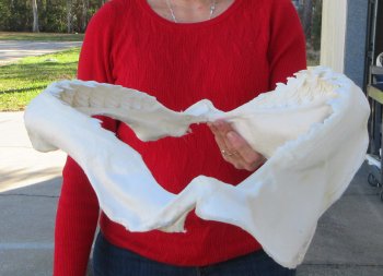 Tiger Shark Jaw 17 inches wide for sale $425 (Signature Required)