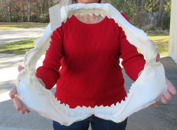 Tiger Shark Jaw 17 inches wide for sale $450 (Signature Required)