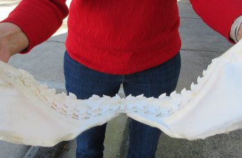 Tiger Shark Jaw 17 inches wide for sale $450 (Signature Required)