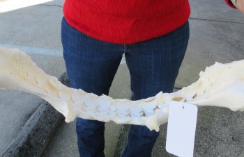 Tiger Shark Jaw 17 inches wide for sale $450 (Signature Required)
