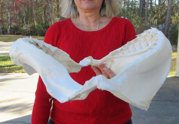 Tiger Shark Jaw 17 inches wide for sale $450 (Signature Required)